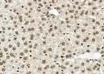 NUFIP2 Antibody in Immunohistochemistry (Paraffin) (IHC (P))