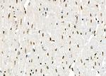 NUFIP2 Antibody in Immunohistochemistry (Paraffin) (IHC (P))