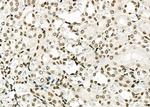 NUFIP2 Antibody in Immunohistochemistry (Paraffin) (IHC (P))