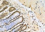 NUFIP2 Antibody in Immunohistochemistry (Paraffin) (IHC (P))