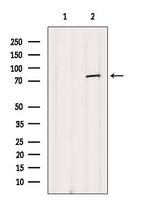 NUFIP2 Antibody in Western Blot (WB)