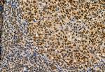 MYOCD Antibody in Immunohistochemistry (Paraffin) (IHC (P))