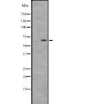 BIN2 Antibody in Western Blot (WB)