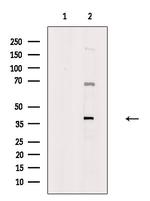 FGF14 Antibody in Western Blot (WB)