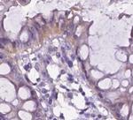 Integrin beta 7 Antibody in Immunohistochemistry (Paraffin) (IHC (P))