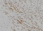 KDM5D Antibody in Immunohistochemistry (Paraffin) (IHC (P))