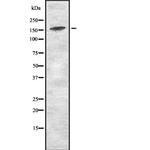 KDM5D Antibody in Western Blot (WB)