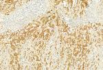 PLCE1 Antibody in Immunohistochemistry (Paraffin) (IHC (P))