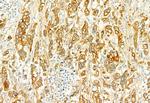 PLCE1 Antibody in Immunohistochemistry (Paraffin) (IHC (P))