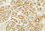 PLCE1 Antibody in Immunohistochemistry (Paraffin) (IHC (P))