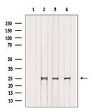 PROP1 Antibody in Western Blot (WB)