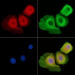 PI3K p55 gamma Antibody in Immunocytochemistry (ICC/IF)