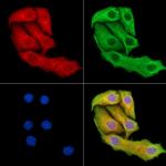 PI3K p55 gamma Antibody in Immunocytochemistry (ICC/IF)