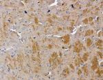 PI3K p55 gamma Antibody in Immunohistochemistry (Paraffin) (IHC (P))