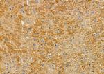 PI3K p55 gamma Antibody in Immunohistochemistry (Paraffin) (IHC (P))