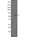 AGFG1 Antibody in Western Blot (WB)