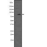 MLCK Antibody in Western Blot (WB)