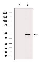 DRAK1 Antibody in Western Blot (WB)