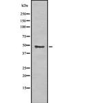 Beclin 2 Antibody in Western Blot (WB)