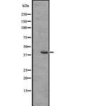 EDG8 Antibody in Western Blot (WB)