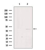 GPR21 Antibody in Western Blot (WB)