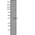 GPR43 Antibody in Western Blot (WB)