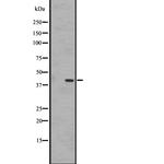 GPR183 Antibody in Western Blot (WB)