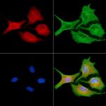 NPY4R Antibody in Immunocytochemistry (ICC/IF)