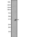 OR2A12 Antibody in Western Blot (WB)