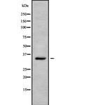 OR2L3/OR2L8 Antibody in Western Blot (WB)