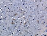 OR2L3/OR2L8 Antibody in Immunohistochemistry (Paraffin) (IHC (P))