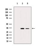 OR2S2 Antibody in Western Blot (WB)