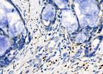 beta Tubulin Antibody in Immunohistochemistry (Paraffin) (IHC (P))