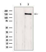 BRD4 Antibody in Western Blot (WB)