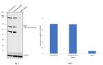 BRD4 Antibody in Western Blot (WB)