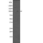 DGCR8 Antibody in Western Blot (WB)