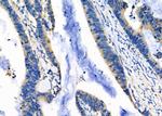 DNAJC15 Antibody in Immunohistochemistry (Paraffin) (IHC (P))