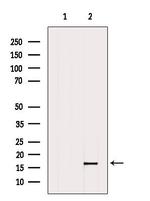 DNAJC15 Antibody in Western Blot (WB)