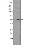 GATA2/GATA3 Antibody in Western Blot (WB)