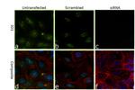 ID1 Antibody in Immunocytochemistry (ICC/IF)