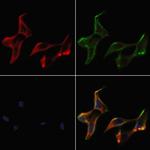 KDEL Receptor Pan Antibody in Immunocytochemistry (ICC/IF)