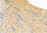 KDEL Receptor Pan Antibody in Immunohistochemistry (Paraffin) (IHC (P))