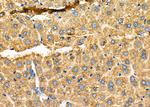 KDEL Receptor Pan Antibody in Immunohistochemistry (Paraffin) (IHC (P))