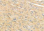 KDEL Receptor Pan Antibody in Immunohistochemistry (Paraffin) (IHC (P))