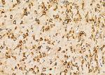 KDEL Receptor Pan Antibody in Immunohistochemistry (Paraffin) (IHC (P))