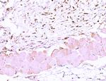 LRP1 Antibody in Immunohistochemistry (Paraffin) (IHC (P))