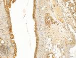 LRP1 Antibody in Immunohistochemistry (Paraffin) (IHC (P))