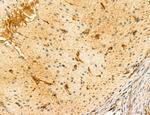 LRP1 Antibody in Immunohistochemistry (Paraffin) (IHC (P))