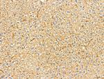 LRP1 Antibody in Immunohistochemistry (Paraffin) (IHC (P))