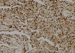 PP1 alpha/beta Antibody in Immunohistochemistry (Paraffin) (IHC (P))